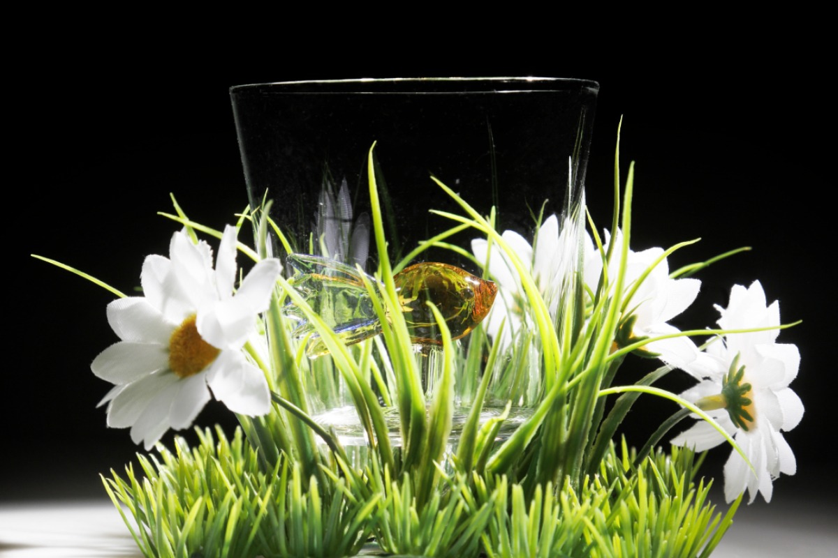 poisson verre dans verre