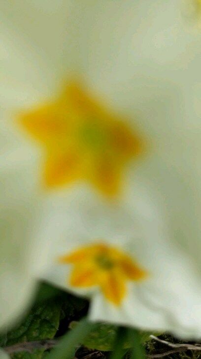 Premières touches colorés du printemps!
#springcolorpalette #lightspring #couleursvegetales #fleursprintemps #dayofspring